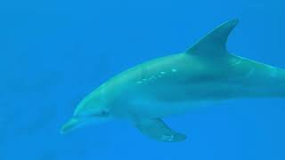 Miss Blue Filter cover