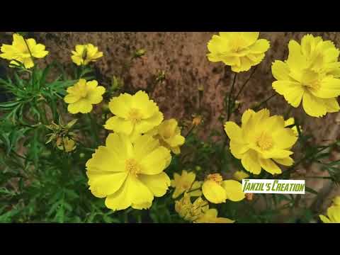 Flowers For You 🙂🌼