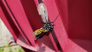 Watch As Butterfly Hatches On Easter Sunday