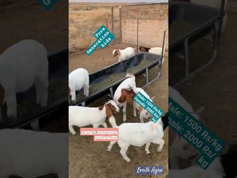 Top Quality African Boer in India Generation kids | contact: 8956646835 #boergoats #goatfarming