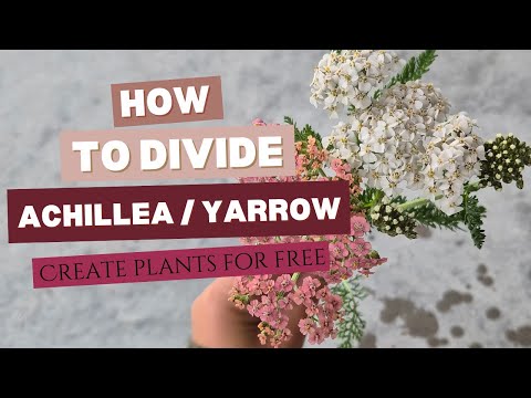 How to Divide Achillea / Yarrow - an easy perennial division for beginners