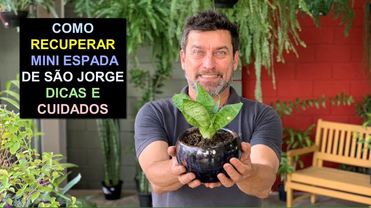 Como Recuperar Mini Espada de São Jorge, Dicas e Cuidados
