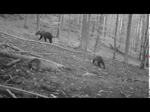 Medvedica s potomkom