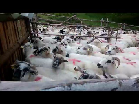 La stana mulsul oiilor - video 2 2016