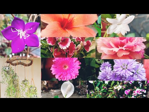 , title : '#gardentour My home garden in kerala|Beautiful and cute flowers |ഉമ്മച്ചീടെ Garden കളക്ഷൻസ് കാണണോ|