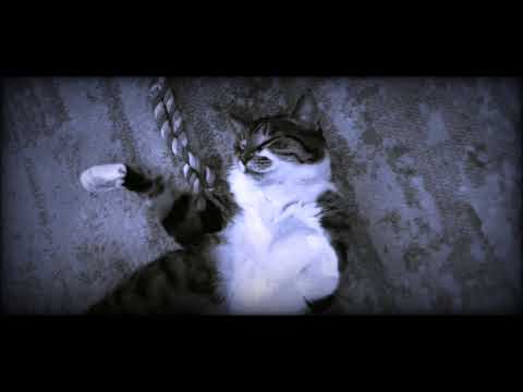 Кой уби Кот Дебел