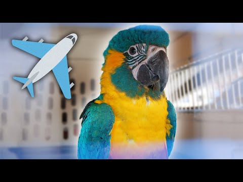 image-Can you bring birds on American Airlines?
