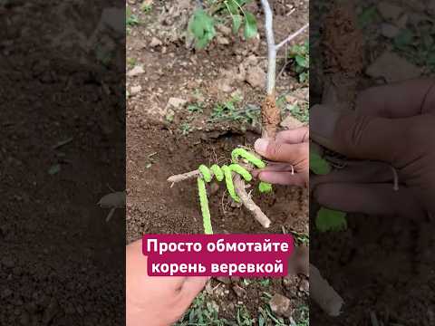 Зачем китайцы наматывают на корень саженца веревку? #сад #дача #огород