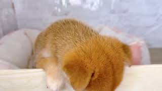 柴犬の動画01