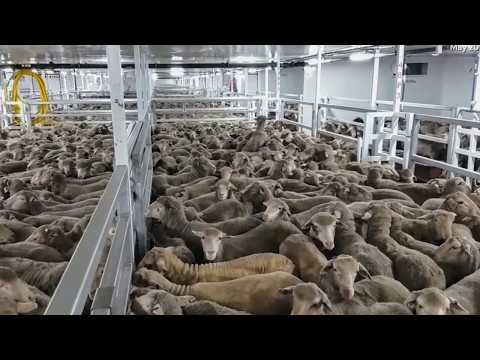 Transport d'animaux vivants, L'Arche de la Nausée