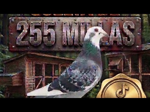 255 millas · Mini Derby Pure Michigan 2026