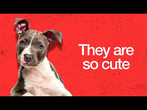 How Pitbulls Became The Most Hated Dog Breed Ever