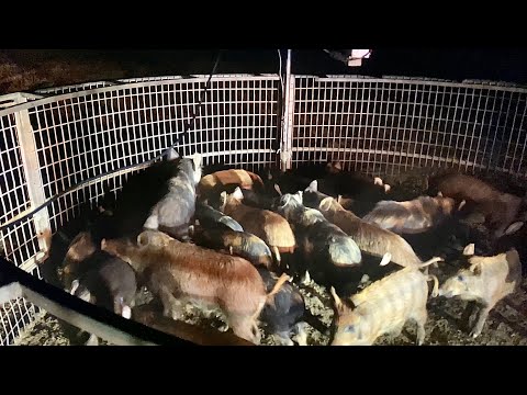 Recap of the month. Catching hogs with big pig trap.