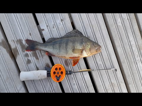 Laituripilkillä 2022 ( Sain 350g ahvenen )