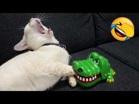 Silliest CATS on Earth Act Like Comedians 😂 Funny Cat Videos 2025