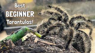 The 9 Best Pet Tarantula Species for Beginners! 🕷
