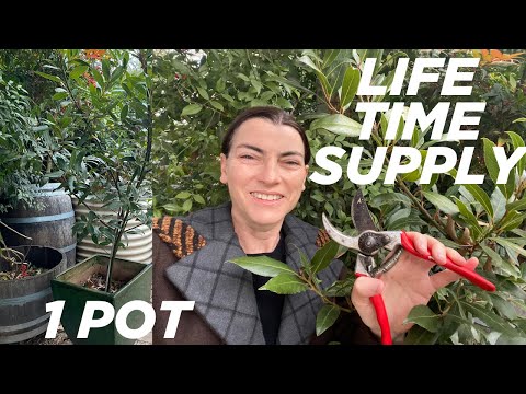BAY TREE - How to grow your own life time supply of bay leaves in one pot