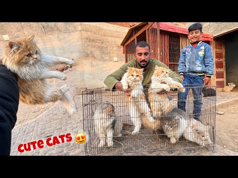 Sabtain Bht Sari Cats Mini Zoo Le Aya😍