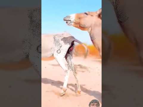 donkey Virals videos funny and amazing funny #funny #memes II #memebers II #funniestvideo II