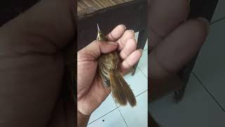 Download lagu Cara akurat membedakan burung kerak basi alis putih yang jantan dan betina mp3 Download lagu Cara akurat membedakan burung kerak basi alis putih yang jantan dan betina mp3