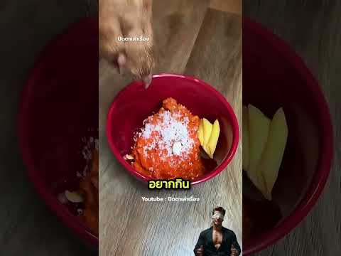 เธอใส่วิตามินในอาหารหมา แต่มันไม่กิน