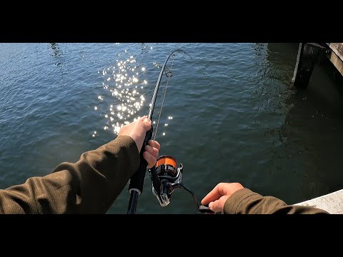 Bay Fishing For Bream In Heavy Structure ( Big Bream )