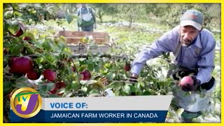 Farm Workers Experience in Canada  TVJ All Angles