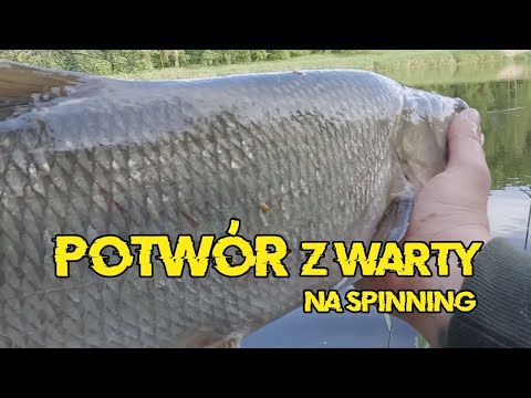 ZASKUJĄCY PRZYŁÓW NA WARCIE! - wiosenny spinning rzeczny ! Duże ryby z Warty! #BEZmapy 19