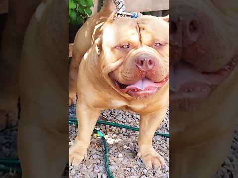 Pitbull enraivado 🎃 #pitmonster #pitbull #dogs