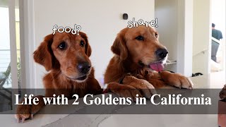 Ordinary weekend at home with 2 Goldens | Dog mom vlog, slow weekend