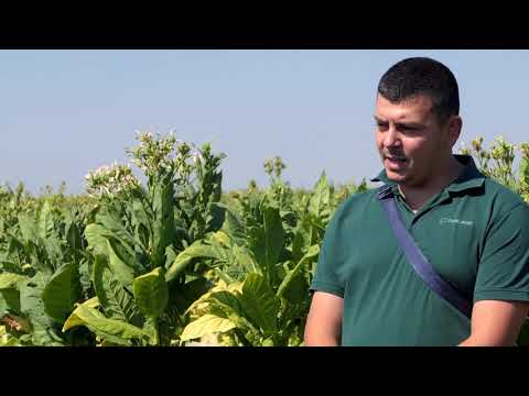 Biram selo 23.09.2020. Duvan, selo Pločica, Nikola Stolić