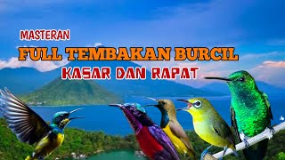 Download lagu Masteran Burung kecil full tembakan  kasar dan rapat ‼️materi obral abrik gantangan mp3 Download lagu Masteran Burung kecil full tembakan  kasar dan rapat ‼️materi obral abrik gantangan mp3