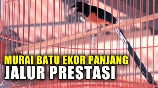 Download lagu SUDAH SAATNYA‼️murai batu ekor panjang jalur prestasi mp3