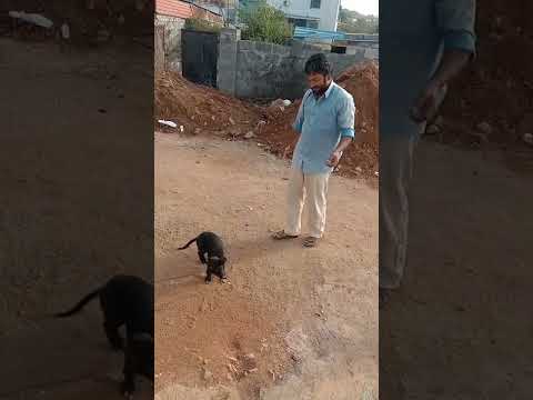 my dog 🐕🐕🐕🐕🐶🌹🌹🌹🌹❤️❤️❤️❤️❤️❤️😀😀😀