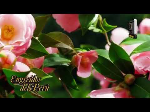 Orquesta folklórica Nacional Engreídos del Peru.