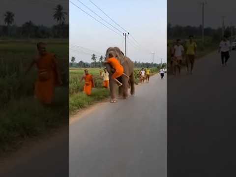 ช้างฉุนเฉียว เหวี่ยงพระไปมา