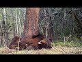 A long and restless nap by a bear