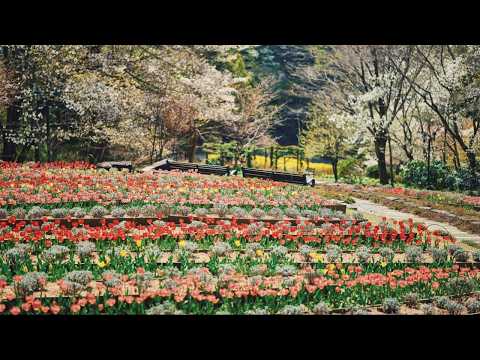 【公式】チューリップのある風景｜神戸布引ハーブ園／ロープウェイ｜Kobe Nunobiki Herb Gardens & Ropeway