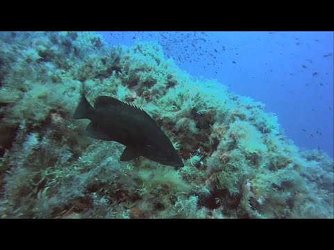 Plongée île d'Ustica (Sicile) au pays des mérous