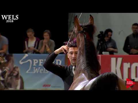 N.33 PRISCILLA OS - Wels 2018 - 2 Years Old Fillies (Class 3B)