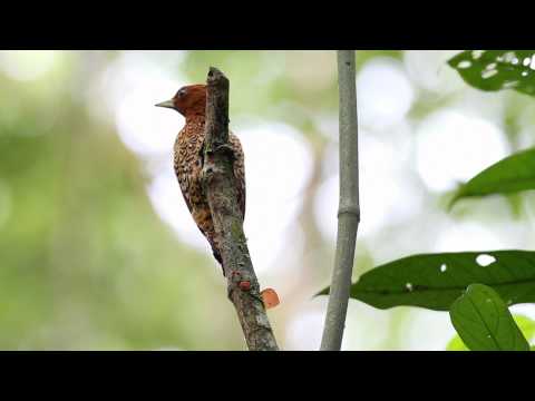Cinnamon Woodpecker (hembra)