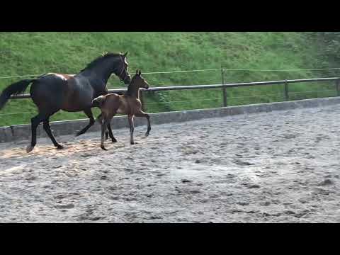Stutfohlen von His Moment x High Motion