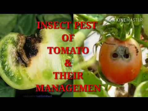 , title : 'Major Insect pest of tomato and their management