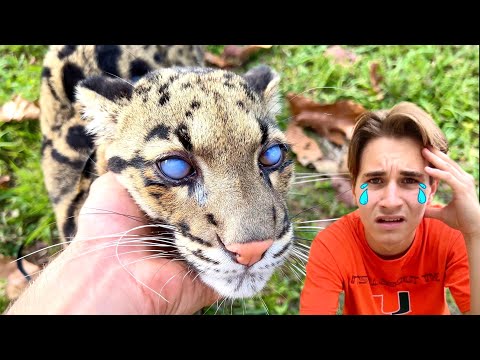 MY CAT IS GOING BLIND ! CAN WE SAVE HER?!
