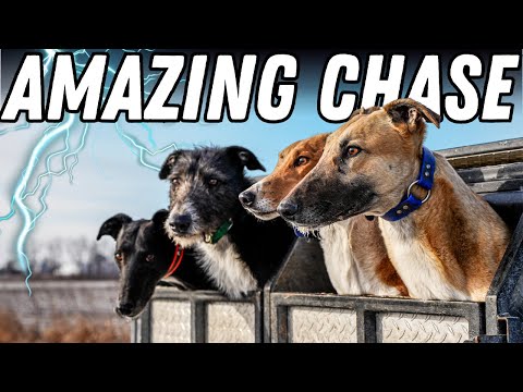 Lightning-Fast Greyhounds vs Coyotes - Epic Coyote Hunt