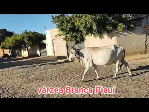  viagem ao nordeste atvasques crediário várzea Branca PI 