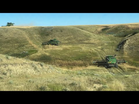 Who Needs A Gator? / Day 23 Highwood Montana Wheat Harvest (August 11)