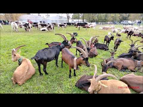 CAPRE ,CAPRONI, PECORE E MUCCHE : FIERA DEI SANTI A LUSERNA S.  GIOVANNI. MERC. 2 - 11 - 2022.