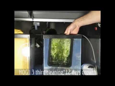 Santa Monica Filtration HOG1.3 Upflow Algae Scrubber - From Box to Green in 3 Cleanings