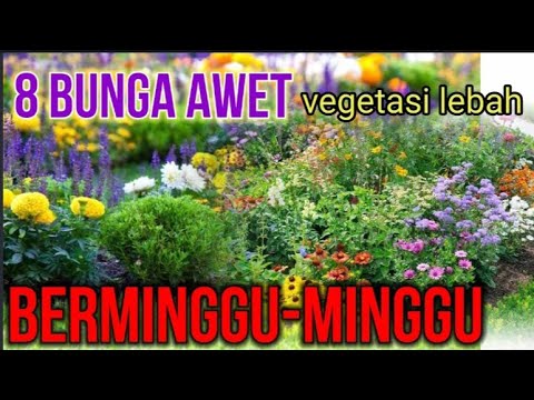 , title : '8 Bunga Awet Berminggu-minggu Vegetasi Lebah @trigonaklancengKita#lebahkelulut #klanceng'
